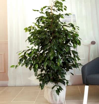  Türkiye Çiçek Gönder 