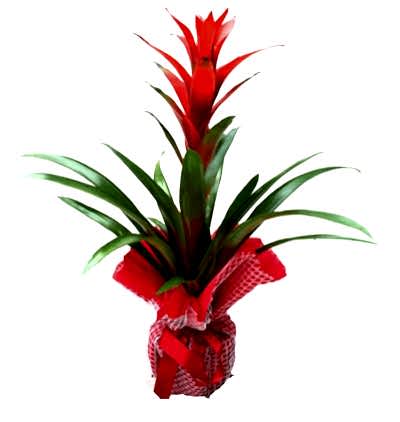  Türkiye Çiçek Gönder 