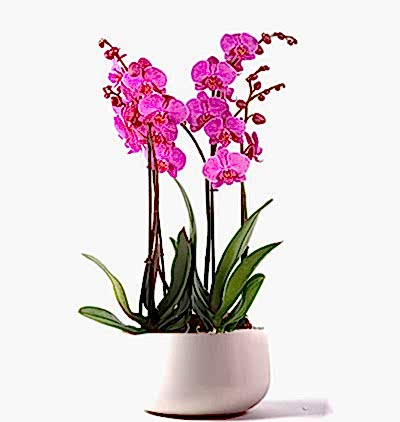  Türkiye Çiçek Gönder 