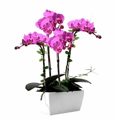  Türkiye Çiçekçiler 