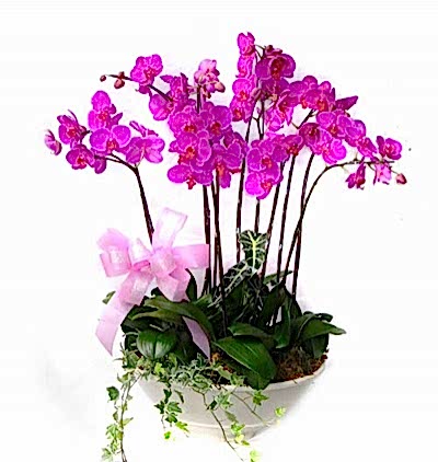  Türkiye Çiçek Siparişi 