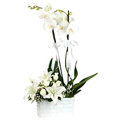  Türkiye Çiçek Gönder 