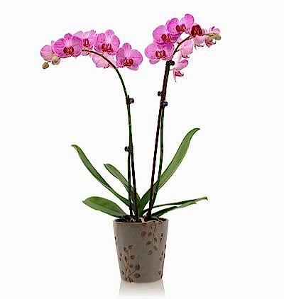  Türkiye Çiçek Gönder 